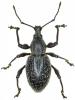 Otiorhynchus sellae sellae